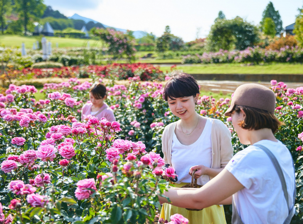 Du khách trải nghiệm các hoạt động tại Công viên hoa Ibaraki.