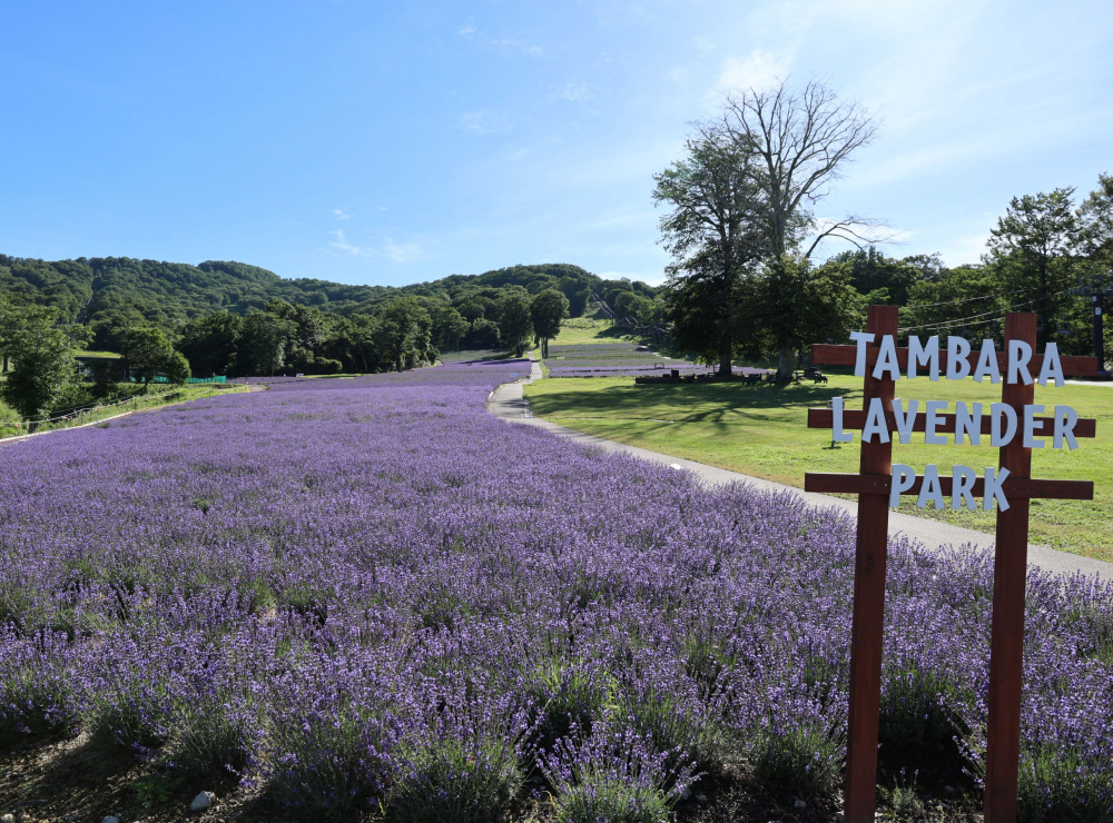 Những thảm hoa tím trải rộng khắp công viên hoa oải hương Tambara.