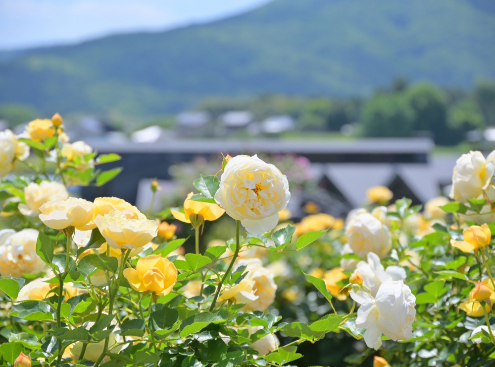 Hoa hồng các loại khoe sắc tại Công viên hoa Ibaraki.