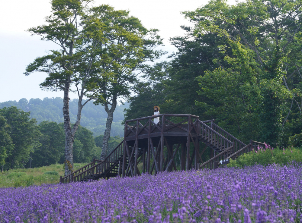 Khách tham quan ngắm nhìn khuôn viên từ trên cao.