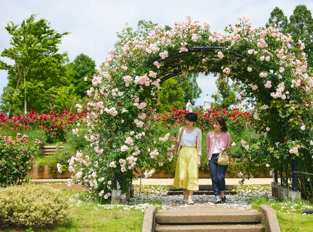 Du khách thong thả dạo bước trên con đường đầy hoa.