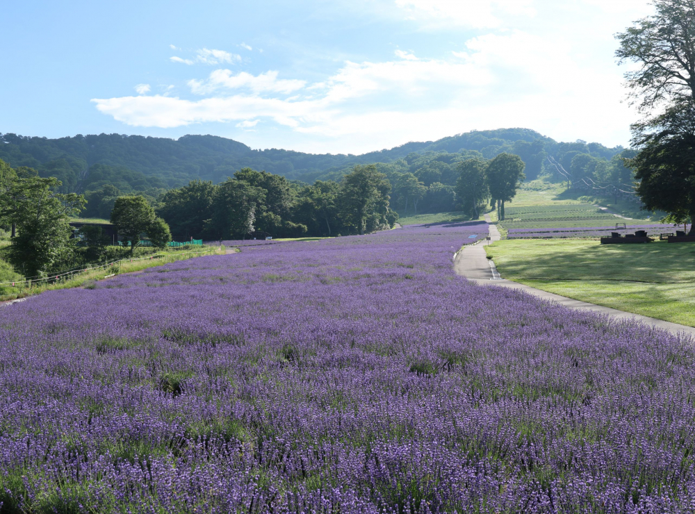 Những thảm hoa tím trải rộng khắp công viên.