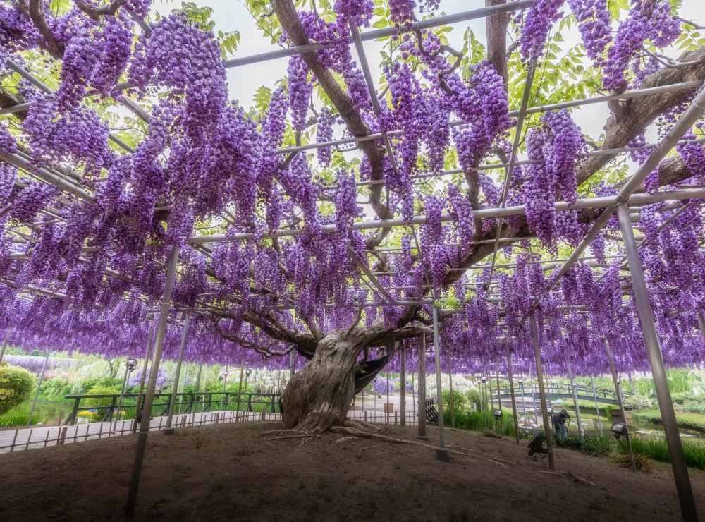 Hoa tử đằng với nhiều màu sắc rực rỡ, khoe sắc tại Công viên Ashikaga.