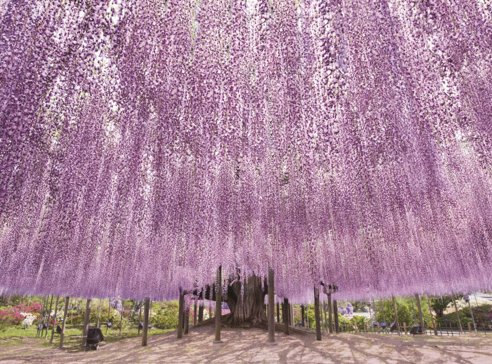Giàn hoa tử đẳng khổng lồ tại công viên.