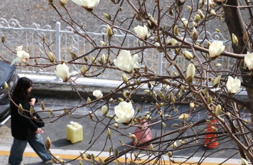 Một người đi dạo quanh khu phố Jongno ở trung tâm Seoul vào ngày 3 tháng 3 năm 2021. [NEWS1]