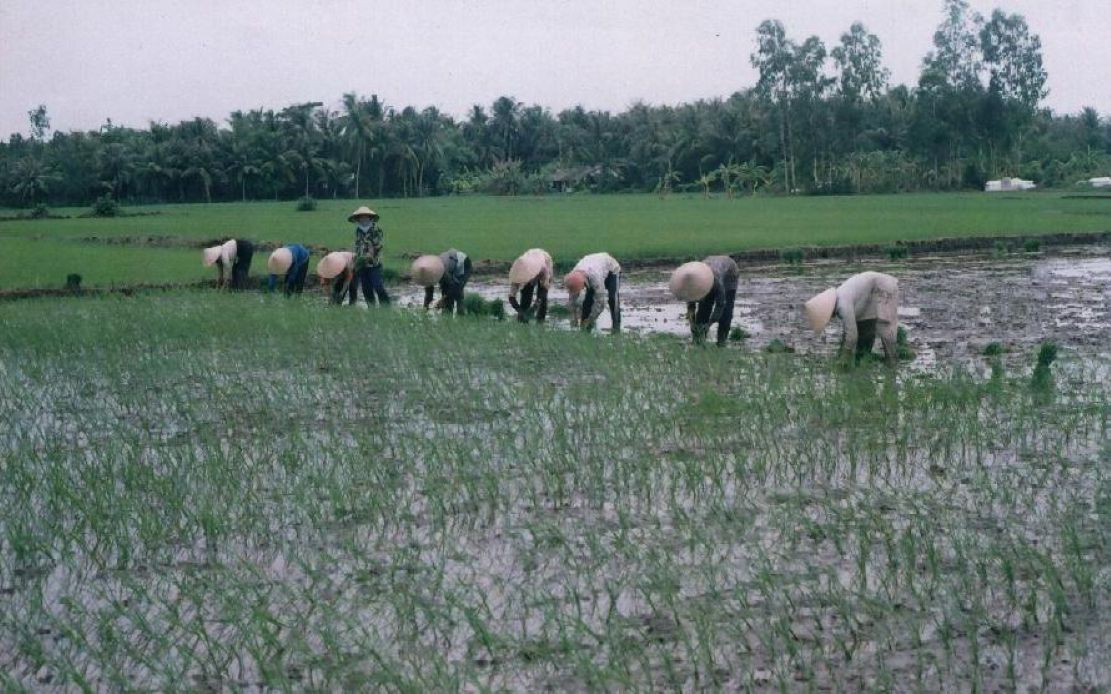 Chị em phụ nữ cấy lúa trên đồng... Ảnh: CTV