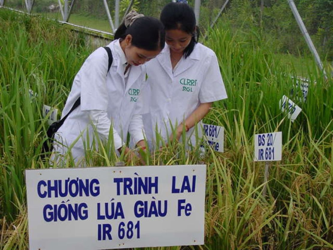 Chị em phụ nữ tham gia lai tạo giống lúa chất lượng cao - ở Viện Lúa ĐBSCL... Ảnh: CTV