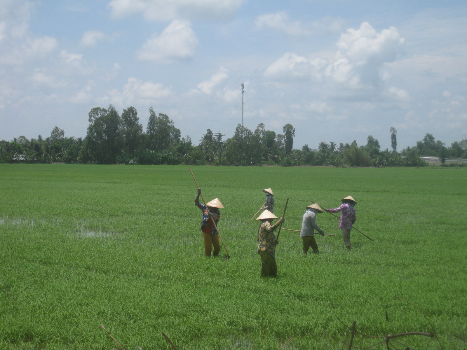 Chị em phụ nữ ở tỉnh An Giang chăm sóc lúa... Ảnh: CTV