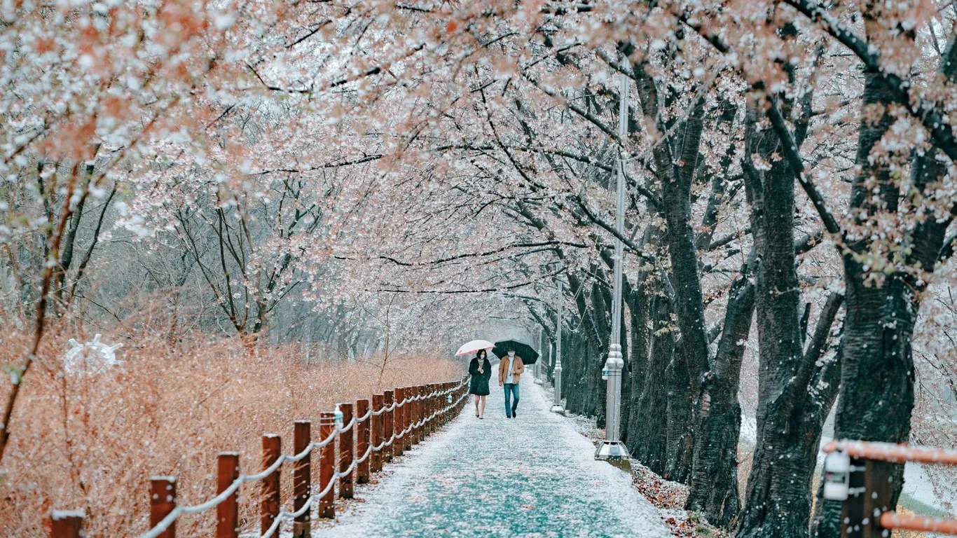 Yangjae Citizens' Forest ở Seoul