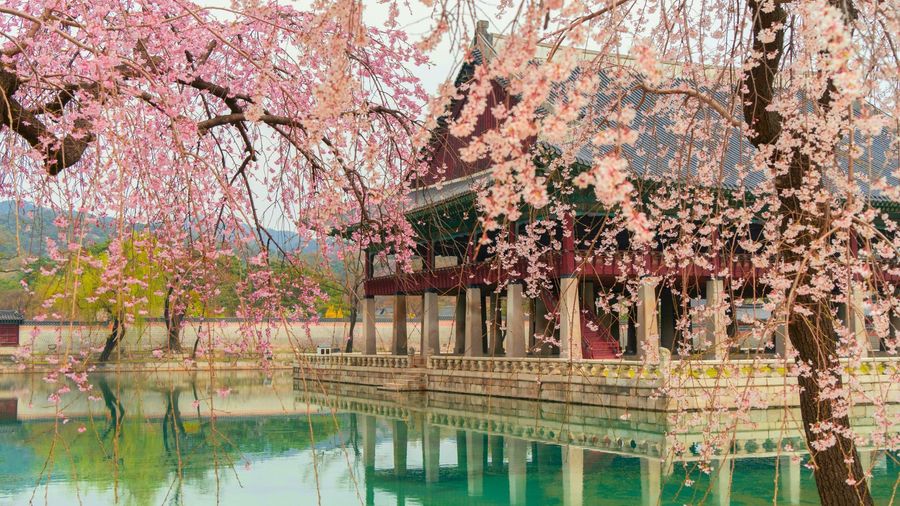 Seoul vào mùa hoa anh đào