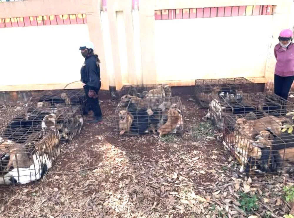 Công an đã thu giữ khoảng 70 con chó cùng nhiều tang vật liên quan - ảnh: Công an xã Quảng Phú