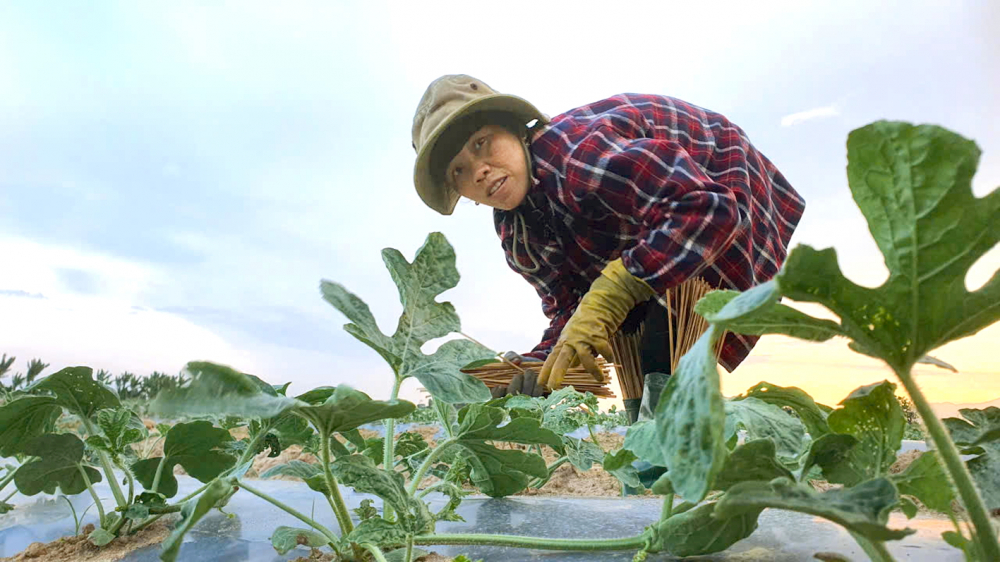 "Du mục" theo những vụ dưa Từ lúc lấy chồng, sinh con và nay con đã lớn khôn, chị Nguyễn Thị Dung vẫn cùng chồng xuống đồng bằng, lên miền cao nguyên theo những vụ dưa