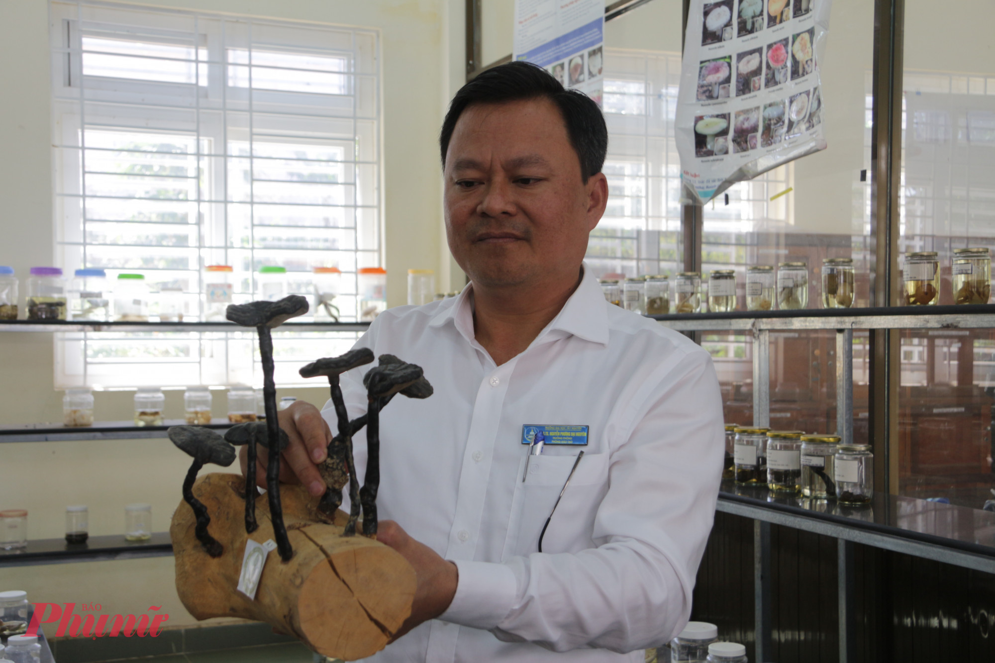 Khám phá 'bảo tàng nấm' độc đáo giữa đại ngàn Tây Nguyên Thầy Nguyên cho biết, nấm linh chi đen (hắc chi) có giá trị kinh tế cao