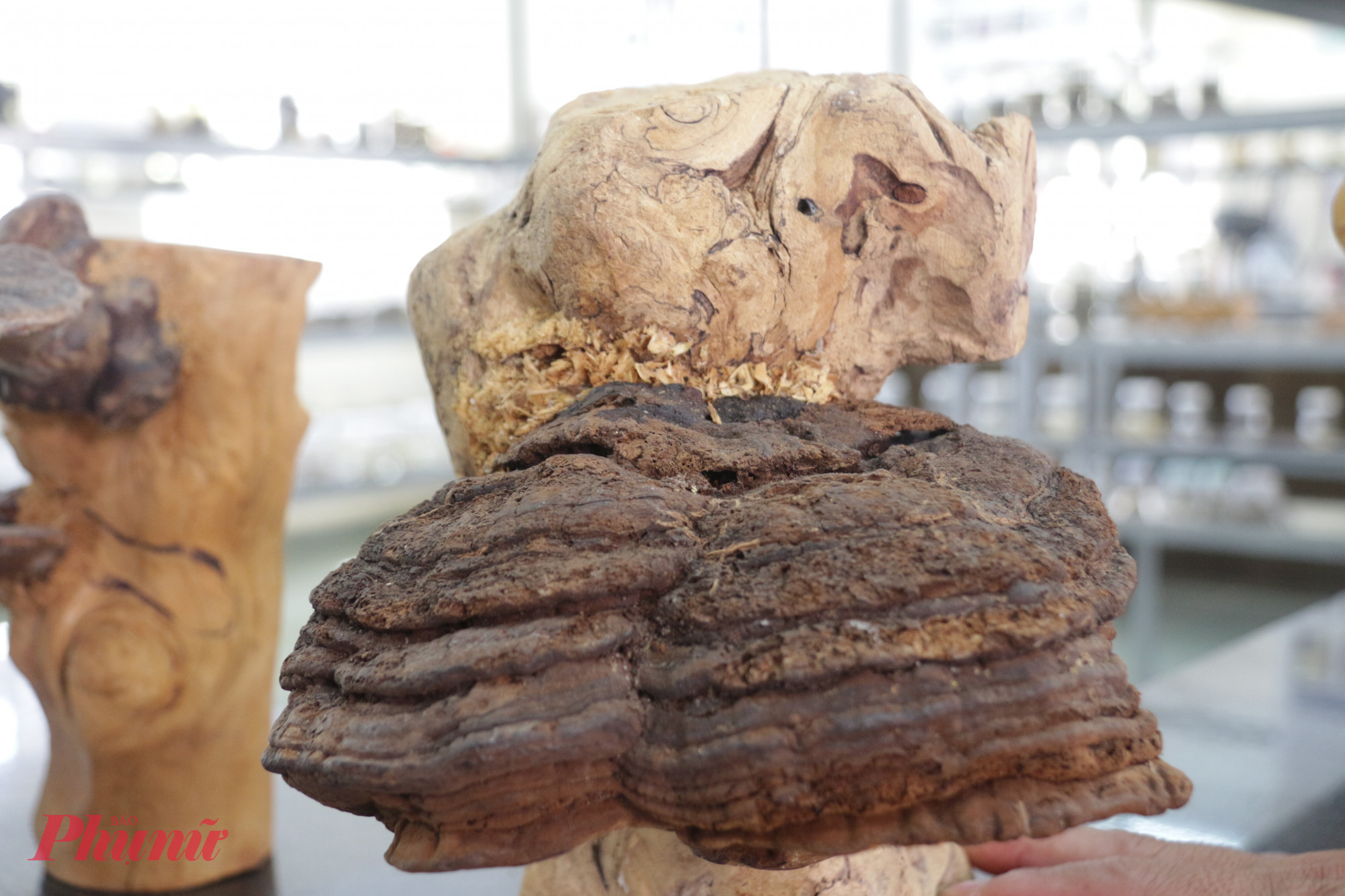 Khám phá 'bảo tàng nấm' độc đáo giữa đại ngàn Tây Nguyên Nấm thượng hoàng chưa nhân giống được, có giá trị được liệu quý