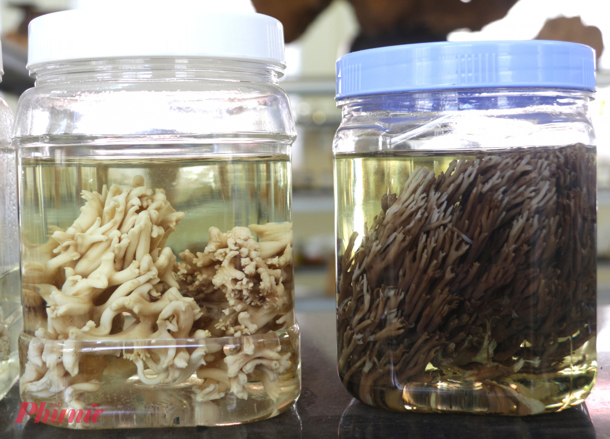 Khám phá 'bảo tàng nấm' độc đáo giữa đại ngàn Tây Nguyên Nấm san hô