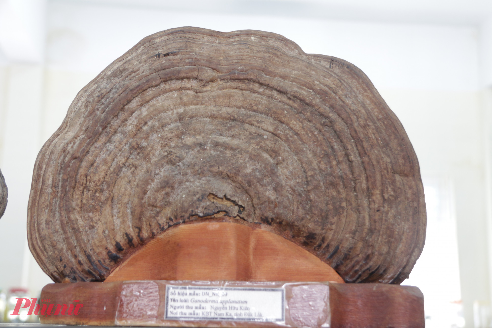 Khám phá 'bảo tàng nấm' độc đáo giữa đại ngàn Tây Nguyên Một loại nấm linh chi đỏ nằm trong sách đỏ được bảo tồn, trưng bày tại bảo tàng nấm