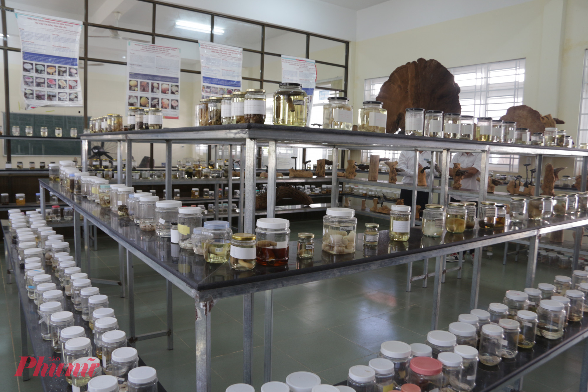 Khám phá 'bảo tàng nấm' độc đáo giữa đại ngàn Tây Nguyên Từng mẫu nấm được bảo quản cẩn thận