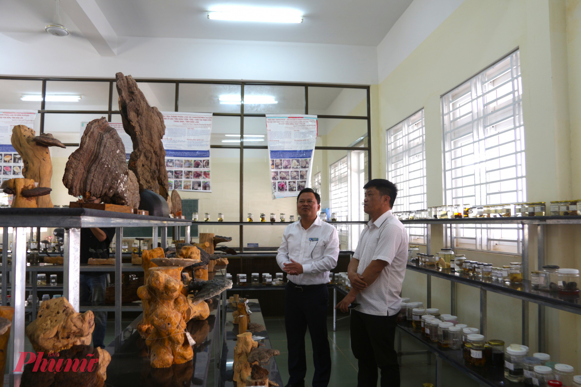 Khám phá 'bảo tàng nấm' độc đáo giữa đại ngàn Tây Nguyên Bảo tàng nấm tại Trường Đại học Tây Nguyên