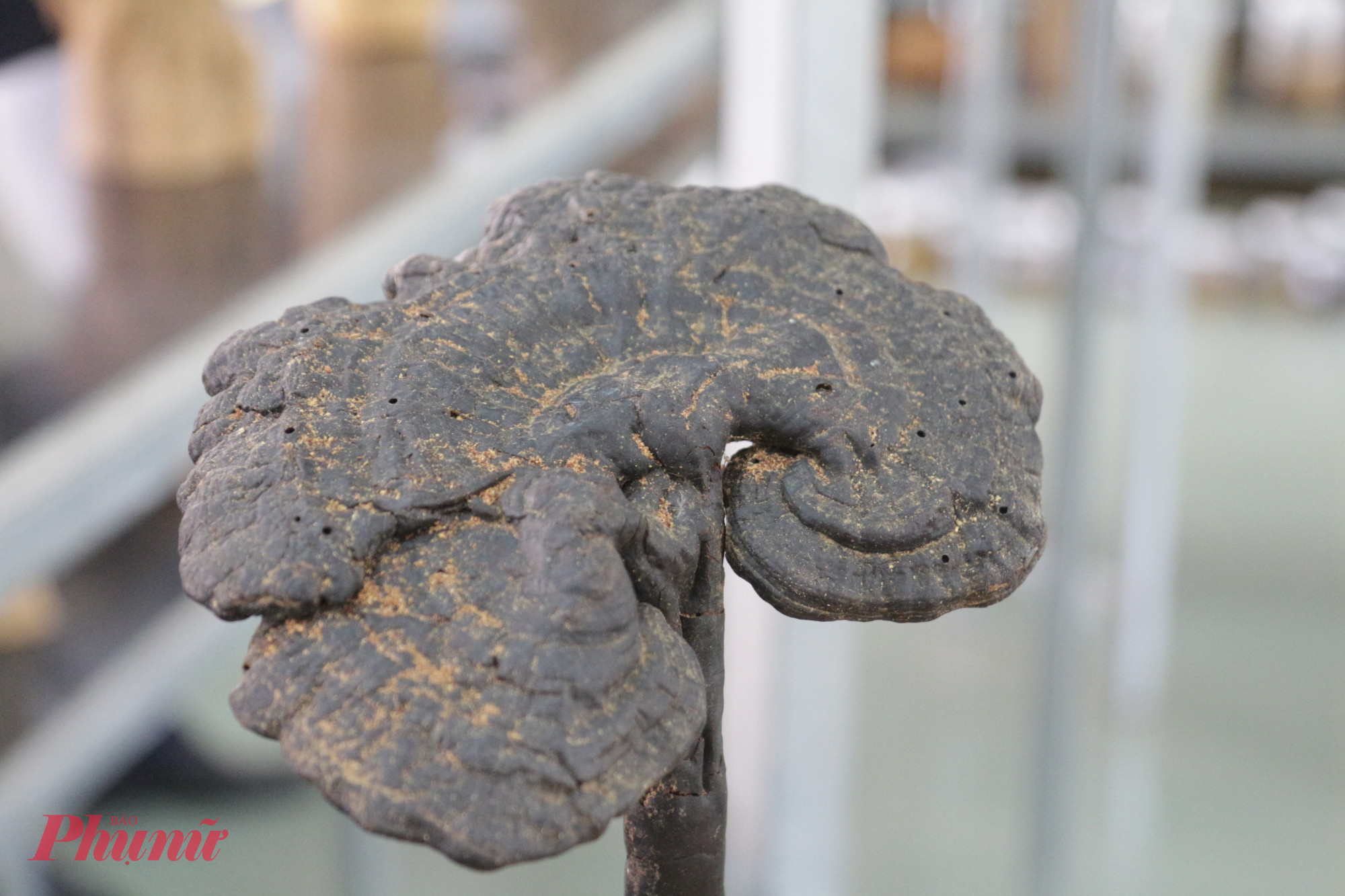 Khám phá 'bảo tàng nấm' độc đáo giữa đại ngàn Tây Nguyên Một loại nấm linh chi đen