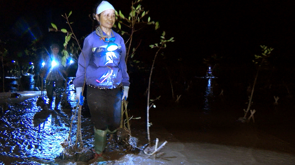 Bà Tô Thị Minh đã có hơn 50 năm trồng rừng ngập mặn ven biển - ẢNH: B.T.B.