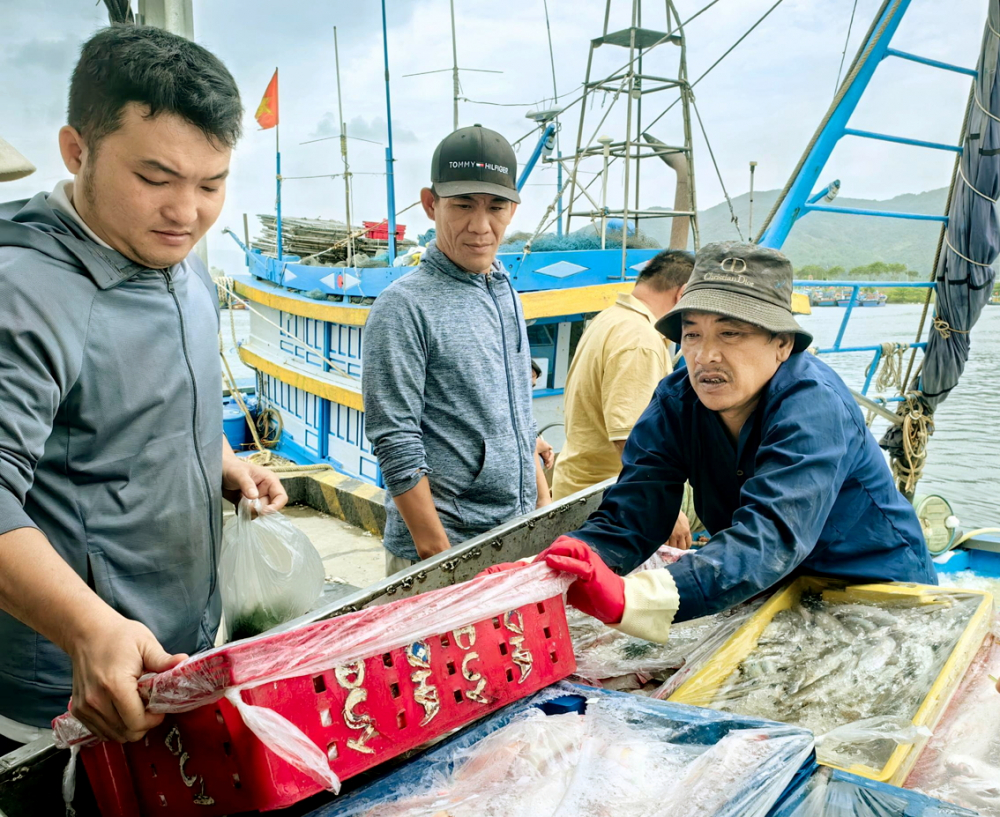 Ngư dân tỉnh Quảng Ngãi chuyển cá từ tàu lên bờ sau một chuyến đánh bắt - Ảnh: U.N.