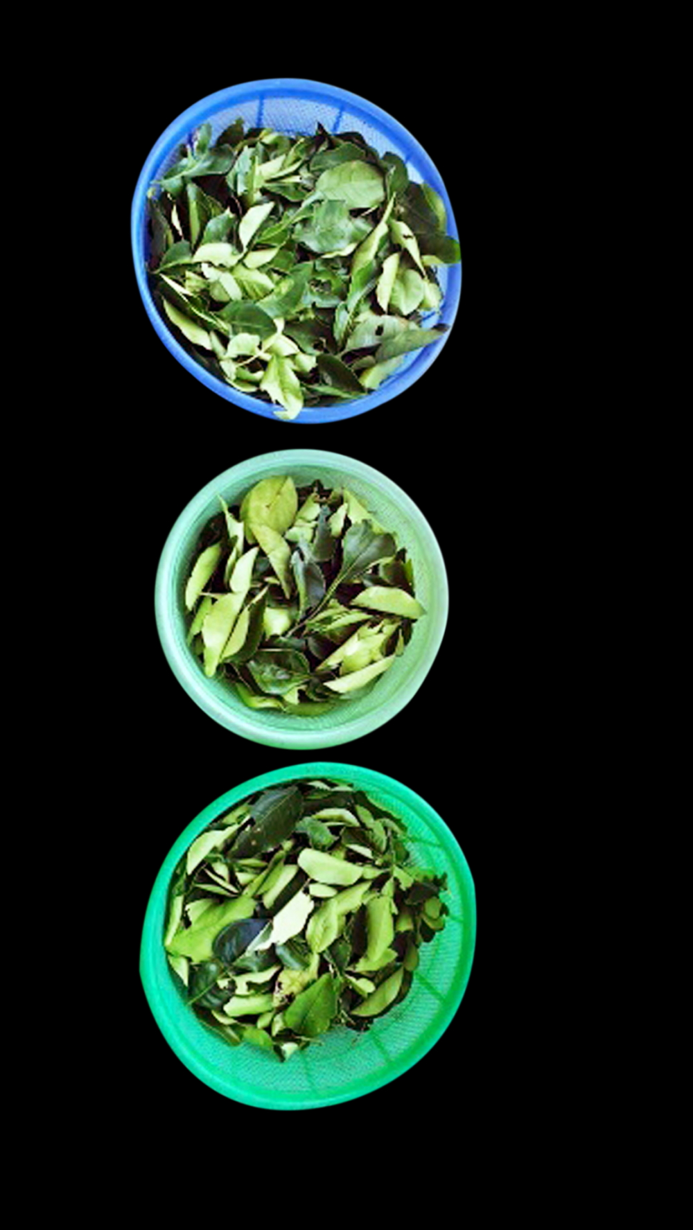 Thành quả sau buổi hái lá bưởi của bọn trẻ