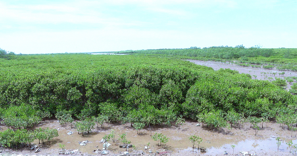 Một góc rừng ngập mặn ven biển Thụy Hải - ẢNH: B.T.B.