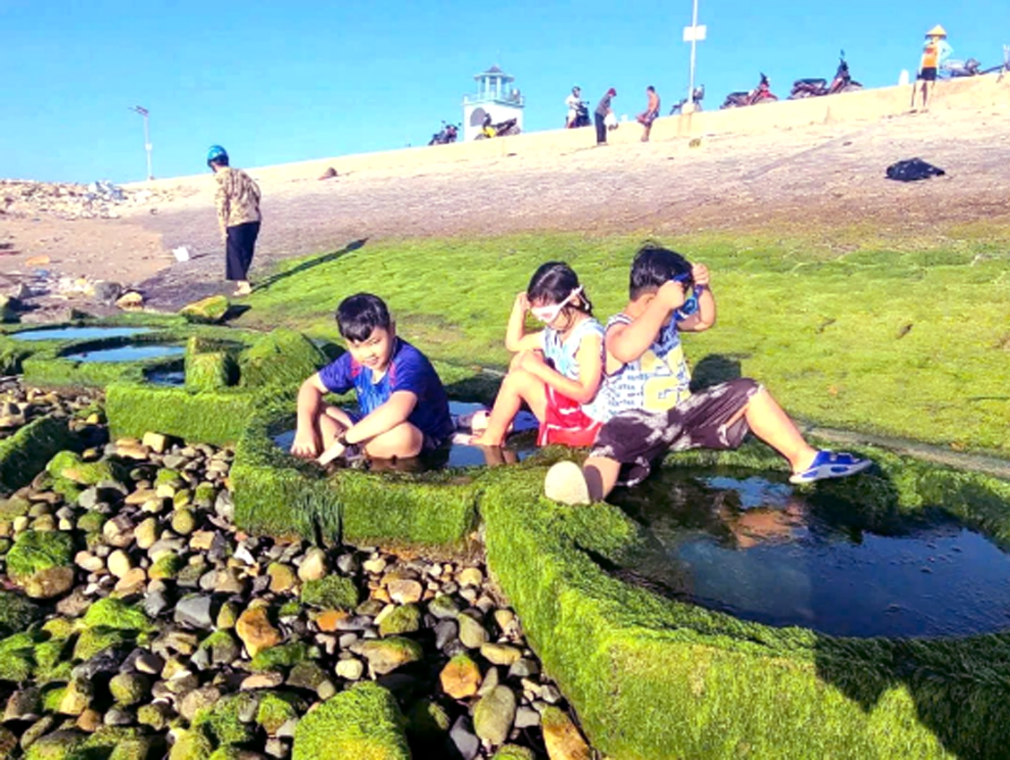 Mùa rêu - Ảnh do tác giả cung cấp