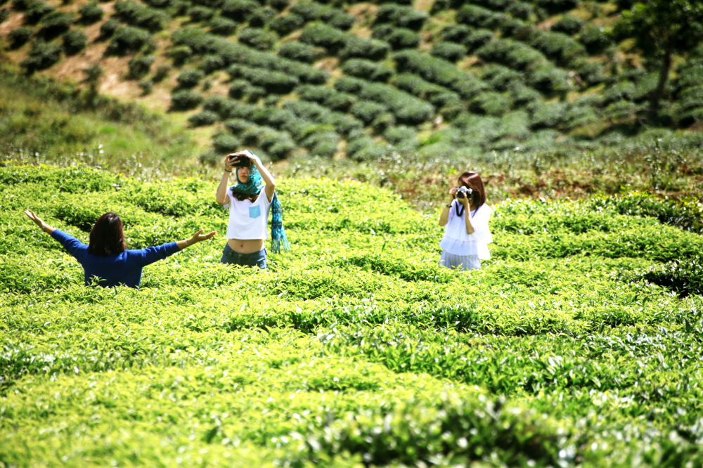 Các bạn trẻ chụp ảnh cho nhau ở Đà Lạt