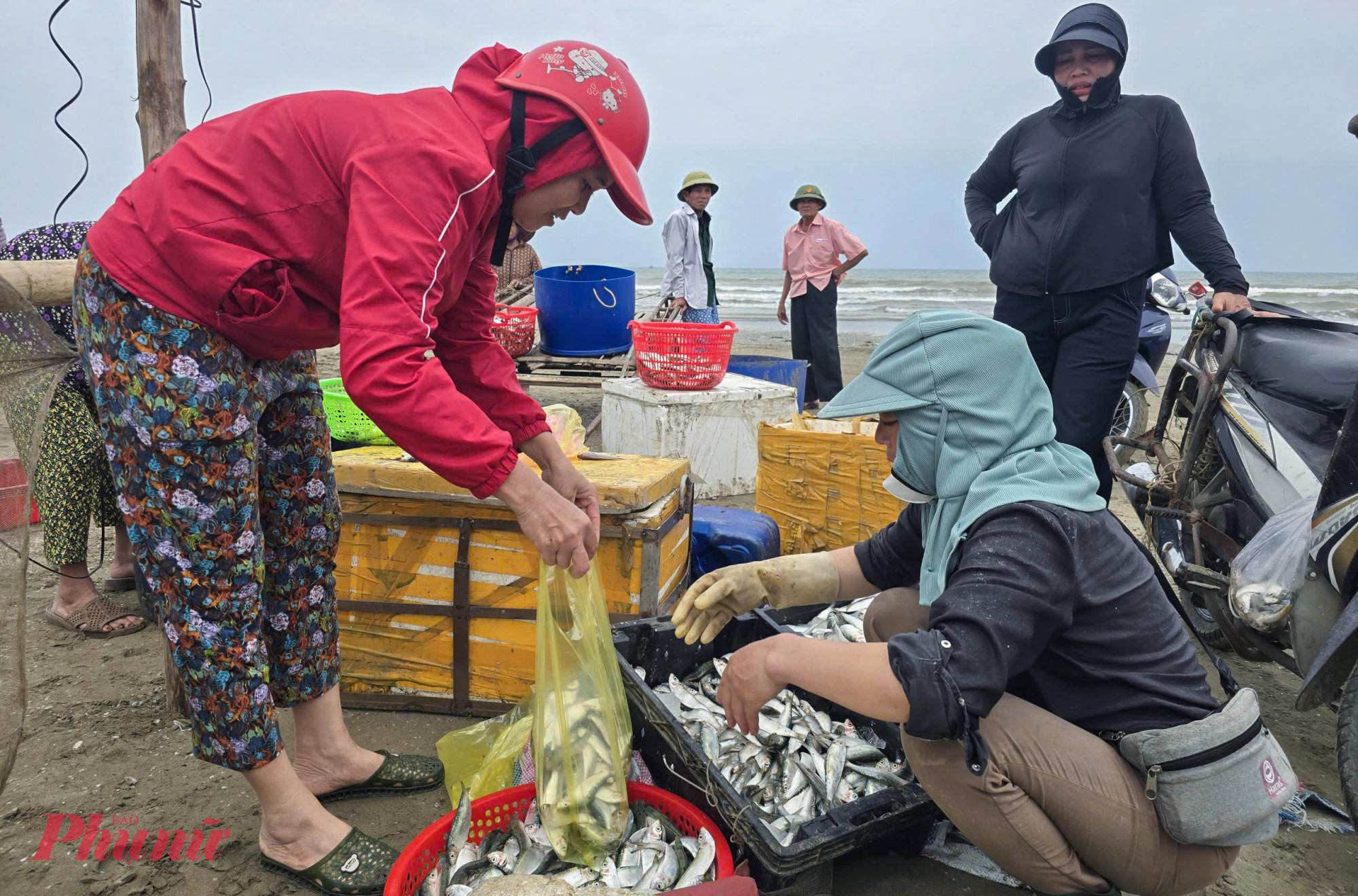 Nhiều thương lái ra tận bãi biển để thu mua cá trích, mang đi phân phối khắp nơi