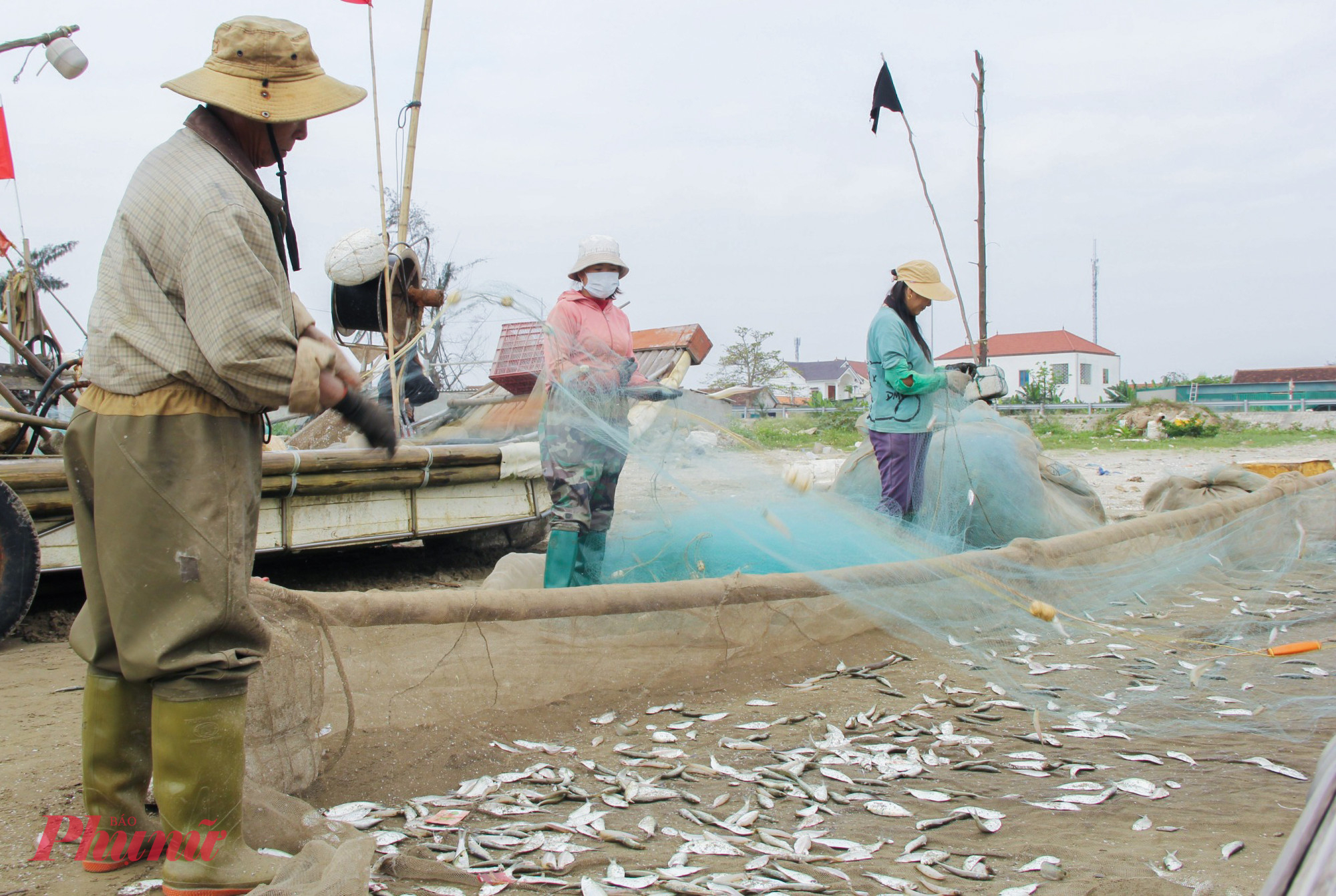 Được mùa, nhiều ngư dân phải huy động cả người thân ra gỡ cá để bán