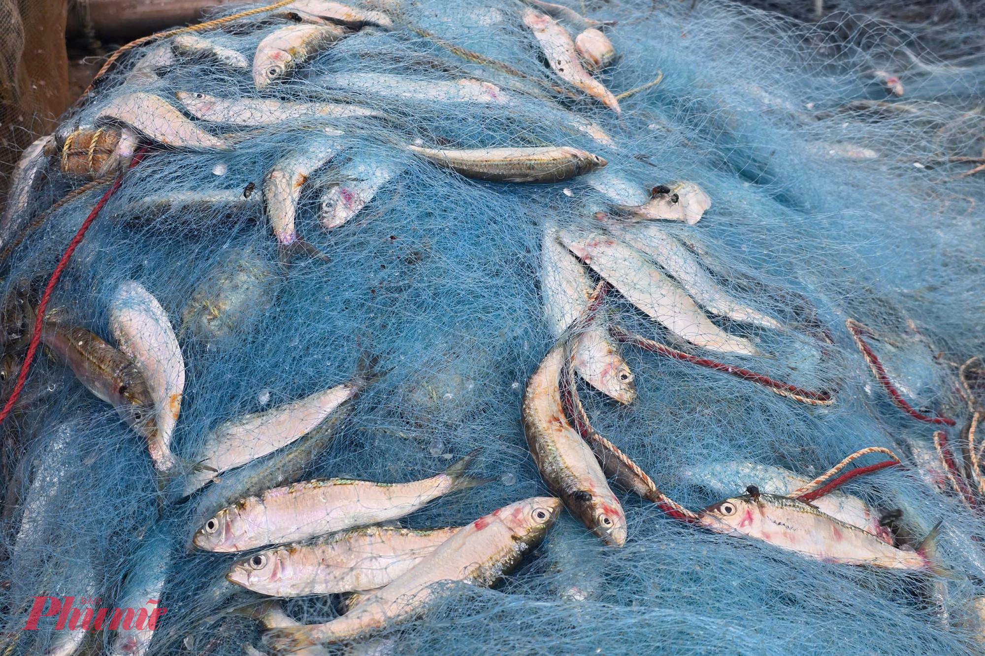 Cá trích mắc đầy lưới khi thuyền từ biển trở về