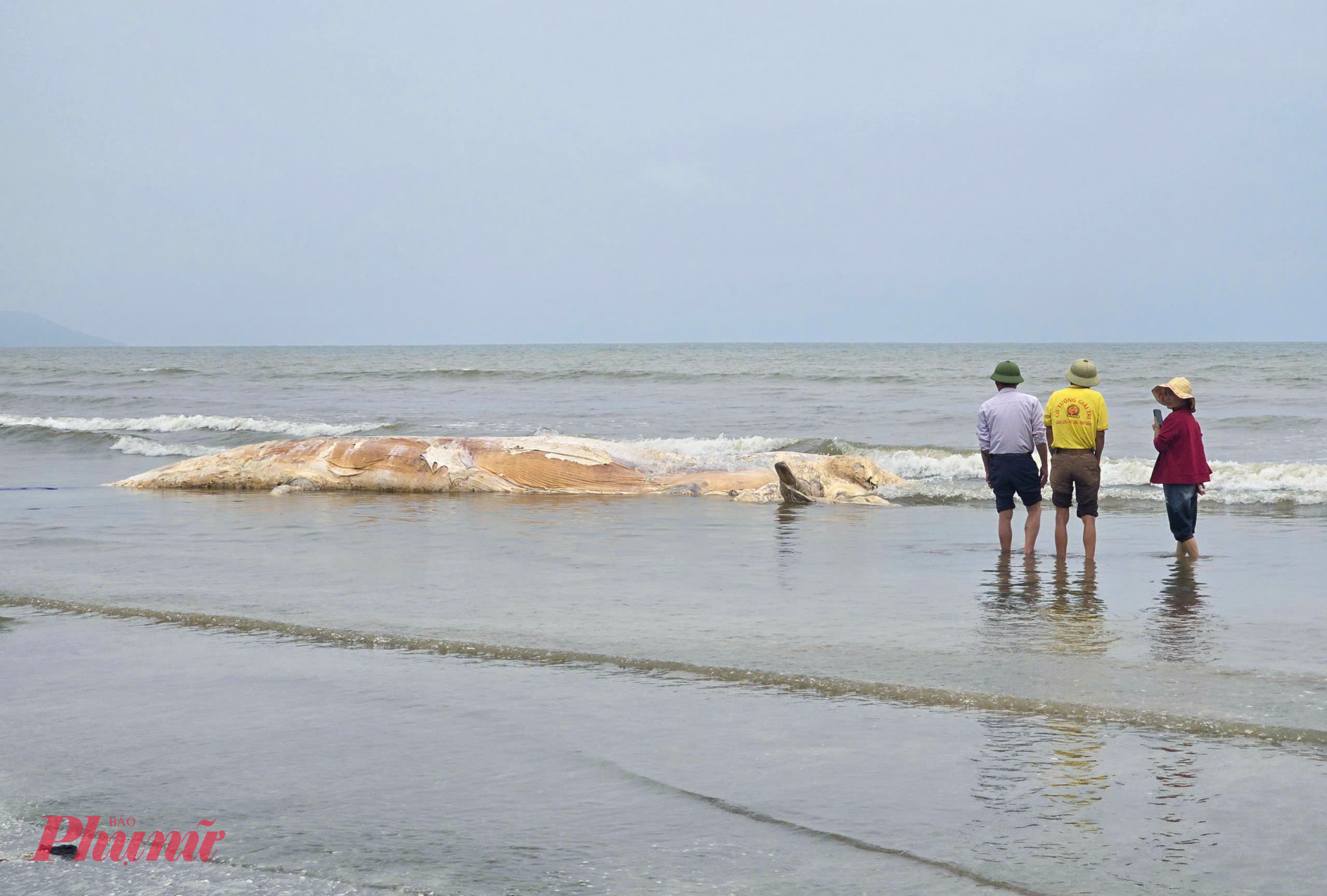 Con cá voi dài hơn 10m, nặng gần 10 tấn trôi dạt vào bờ biển Nghệ An