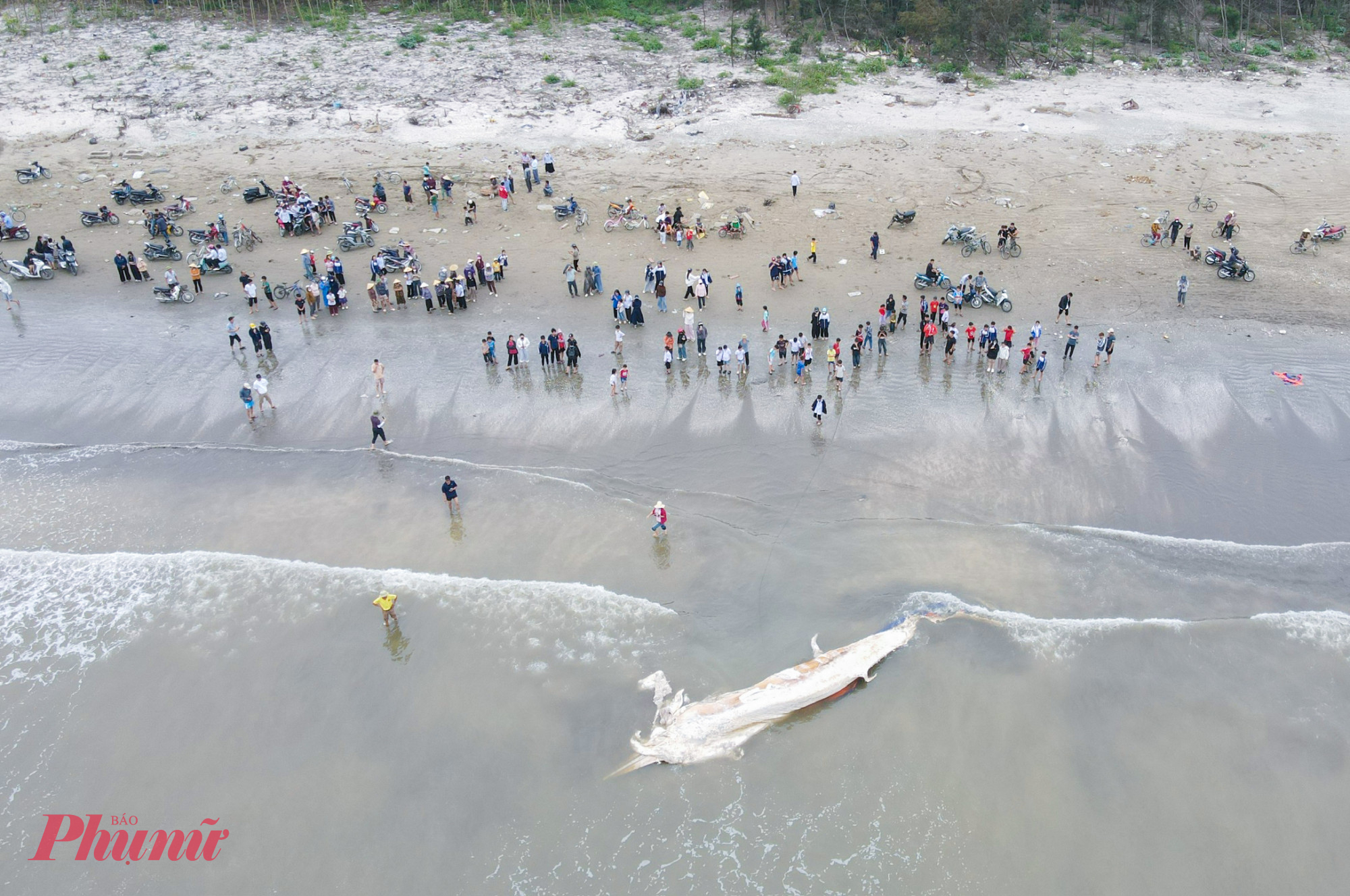 Hàng trăm người kéo xuống bờ biển theo dõi quá trình chôn lấp cá voi
