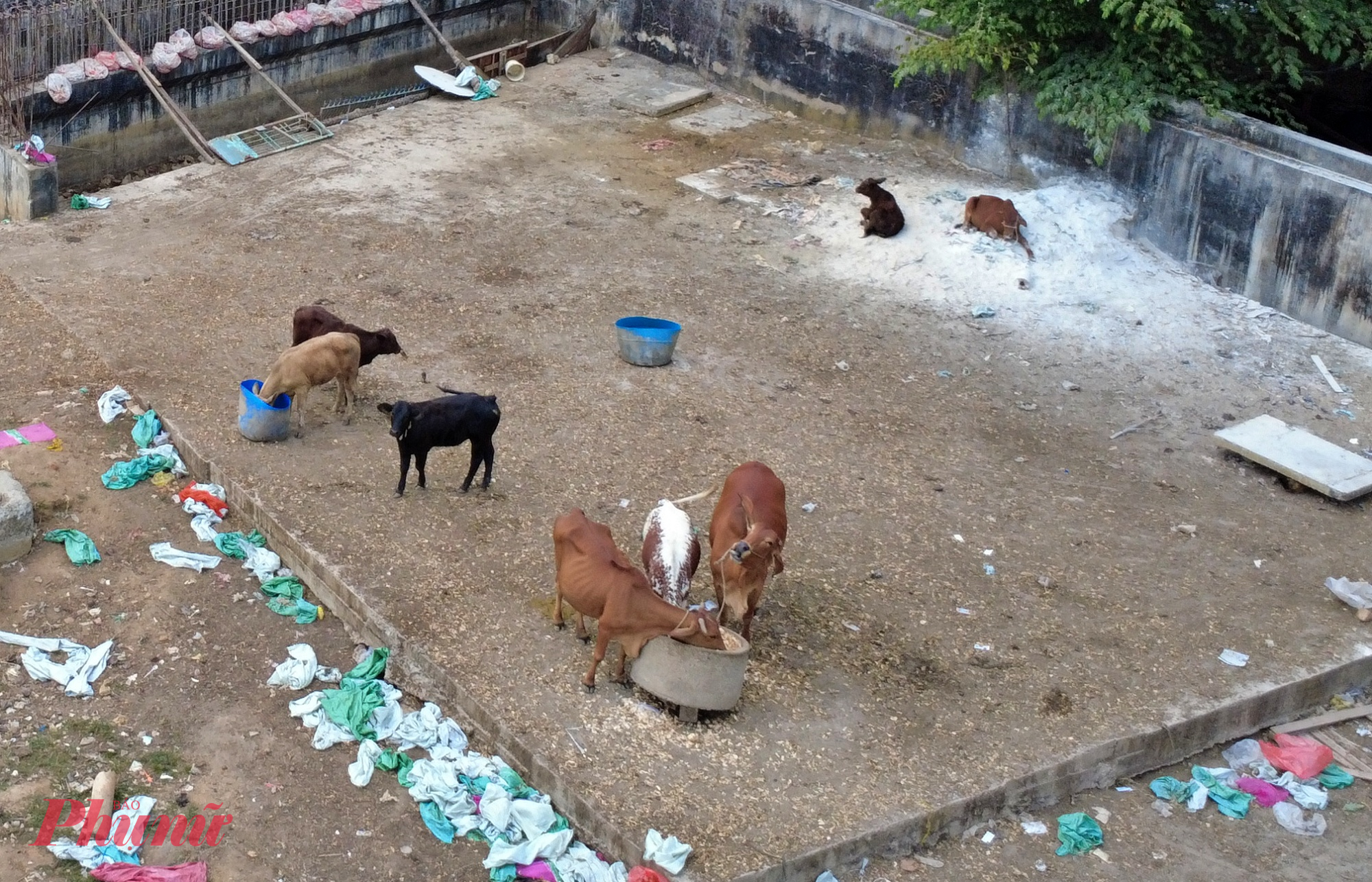 Do trở thành nơi nuôi bò nên khu vực này khá ô nhiễm, rác thải tràn lan