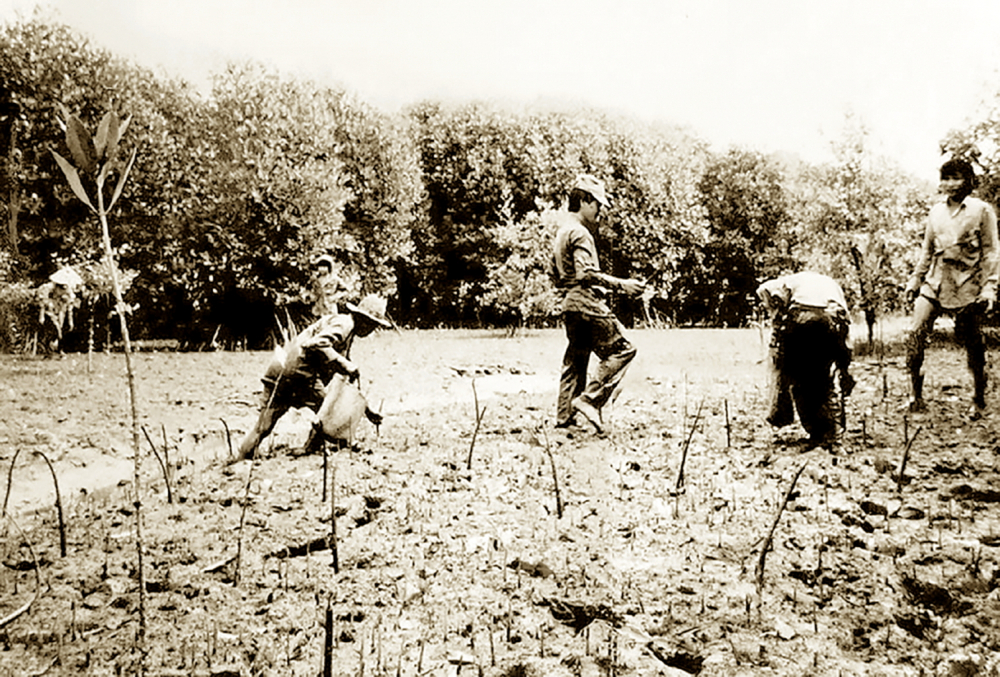 Thanh niên xung phong và người dân trồng rừng Cần Giờ sau ngày đất nước thống nhất - Ảnh tư liệu do Lực lượng Thanh niên xung phong TPHCM cung cấp