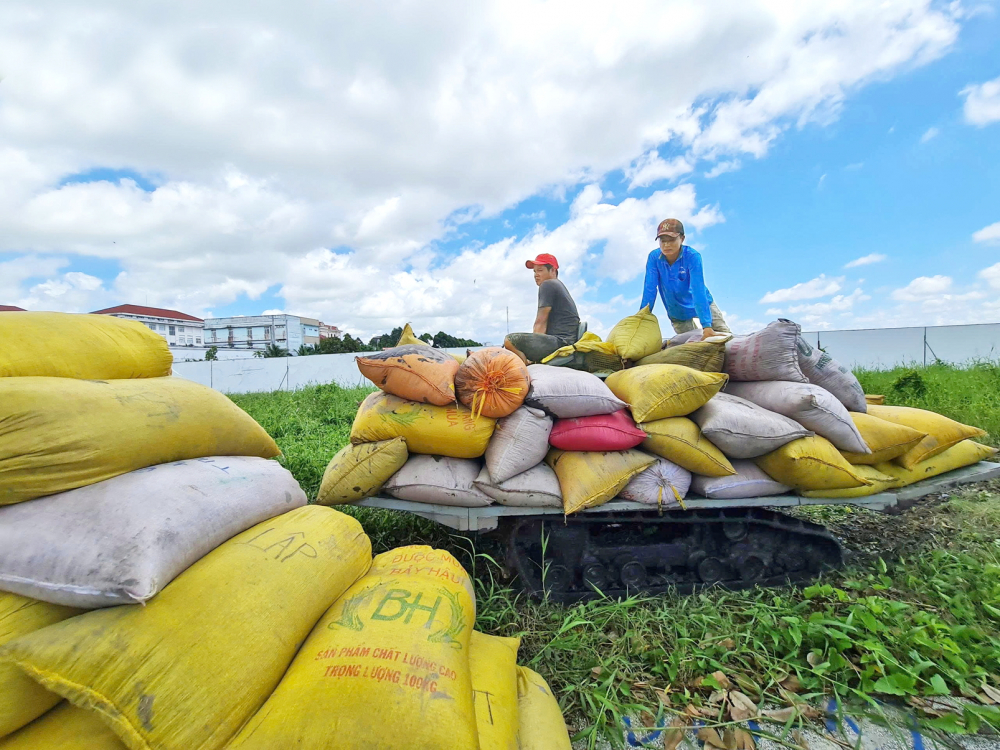 Vụ lúa đông xuân cho năng suất cao nhưng giá vật tư, nhân công tăng cao  nên nông dân ở TP Cần Thơ còn lãi rất ít