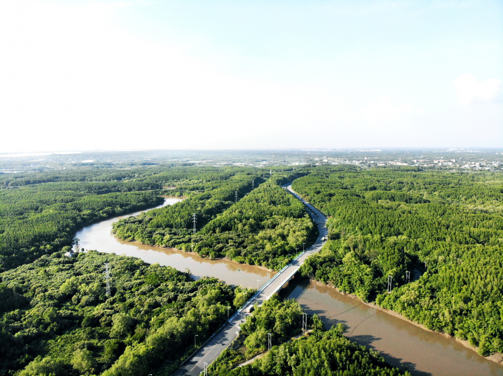 Khôi phục rừng ngập mặn Cần Giờ là một trong những dấu ấn nổi bật của Lực lượng Thanh niên xung phong TPHCM trong nửa thế kỷ hình thành và phát triển - ẢNH: T.T.