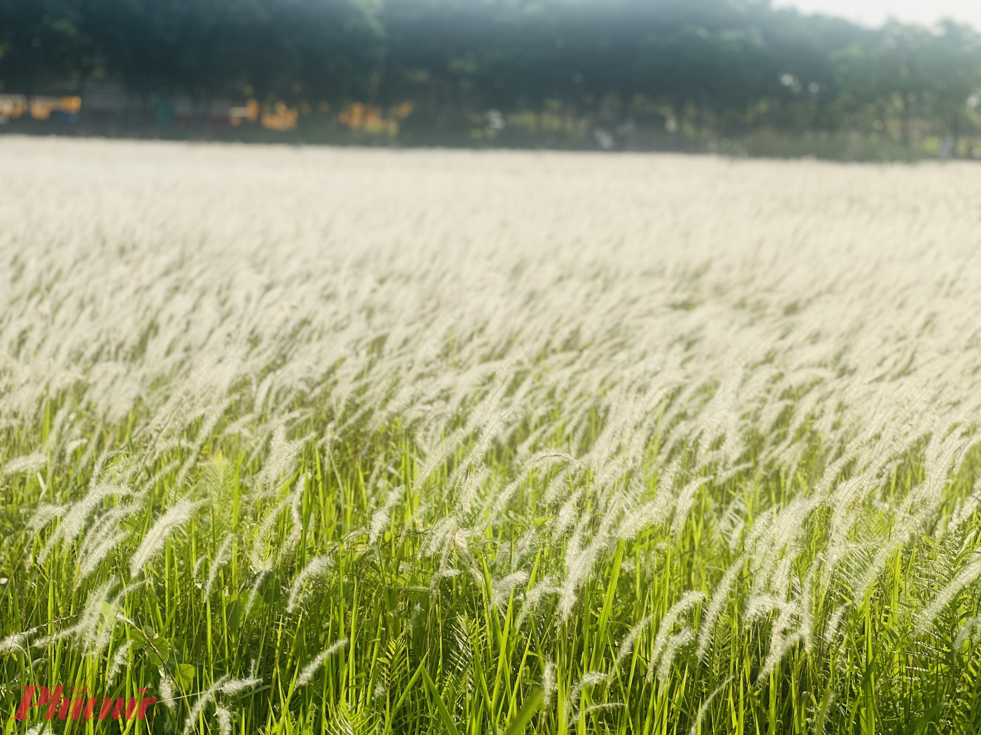 Không gian rộng rãi, thoáng đãng và nhiều gió là điểm cộng giúp cánh đồng cỏ lau trở nên khác biệt so với nhiều địa điểm chụp ảnh khác trong thành phố. Giữa nhịp sống đô thị ồn ào, nơi đây mang lại cảm giác thư giãn, giúp người trẻ tạm rời xa áp lực thường nhật để tận hưởng những phút giây yên bình.