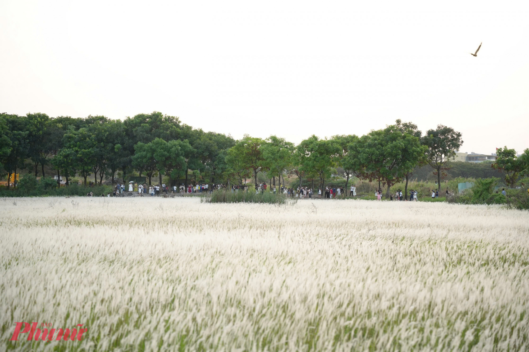 Với vẻ đẹp mộc mạc, dễ tiếp cận và không gian mở, cánh đồng cỏ lau đang trở thành điểm đến “chữa lành” được nhiều bạn trẻ lựa chọn, góp phần cân bằng đời sống tinh thần giữa nhịp sống đô thị ngày càng bận rộn.