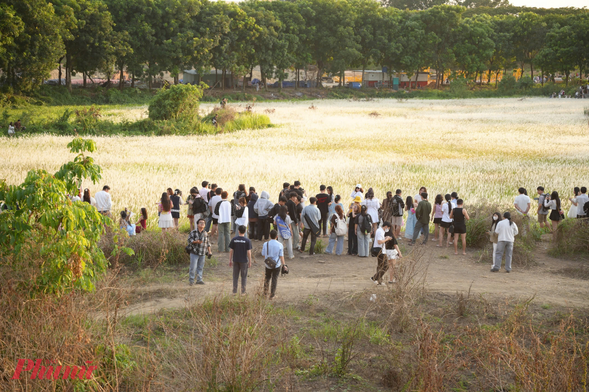 Theo ghi nhận, mùa cỏ lau thường kéo dài đến hết tháng 4. Để di chuyển đến khu vực này, người dân từ trung tâm TPHCM có thể đi tàu điện đến ga Đại học Quốc gia, sau đó tiếp tục di chuyển khoảng 2 km bằng taxi hoặc xe ôm.