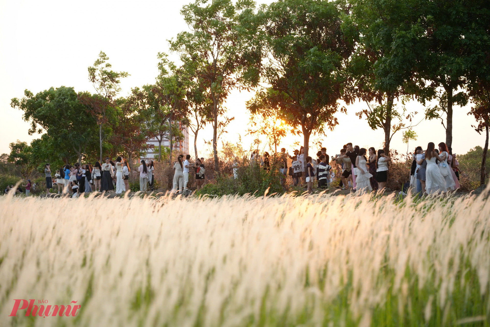 Vào khoảng tháng 2 đến tháng 4 hằng năm, khi cỏ lau bước vào mùa nở rộ, toàn bộ khu vực khoác lên mình sắc trắng bồng bềnh, tạo nên khung cảnh lãng mạn hiếm thấy giữa lòng đô thị. Sau những cơn mưa trái mùa đầu tháng 3, cánh đồng càng trở nên rực rỡ, thu hút nhiều người đến ghi lại những khoảnh khắc mang đậm chất thơ.