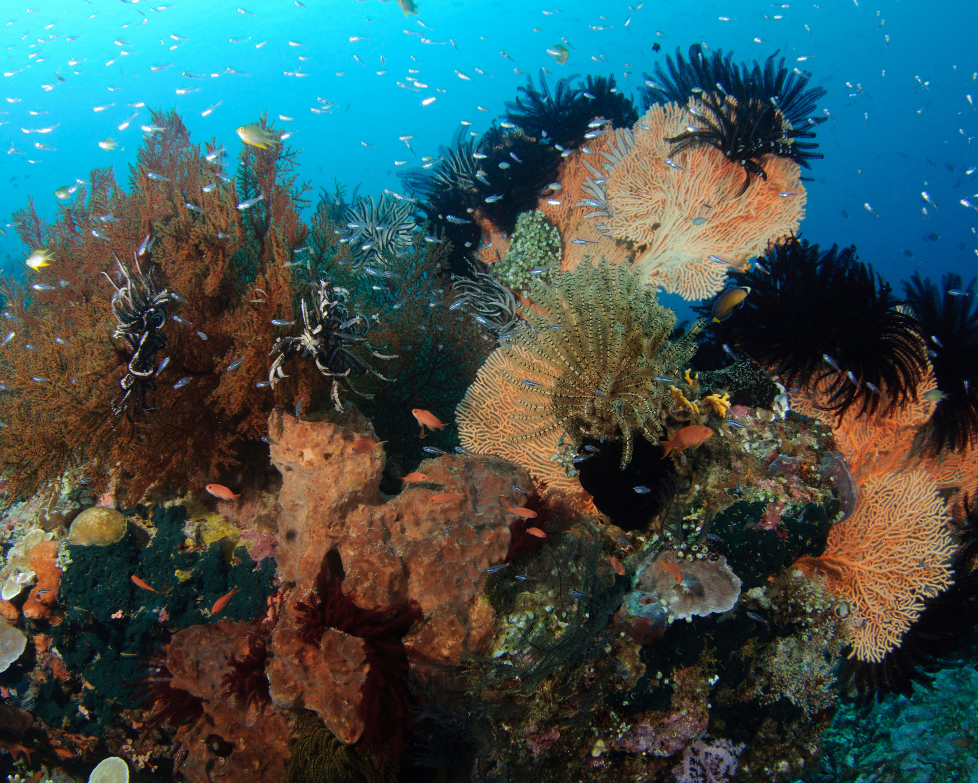 Tác động từ sóng nhiệt và hiện tượng axit hóa ngày càng nghiêm trọng đối với san hô và các sinh vật biển khác — Ảnh: Alamy Stock