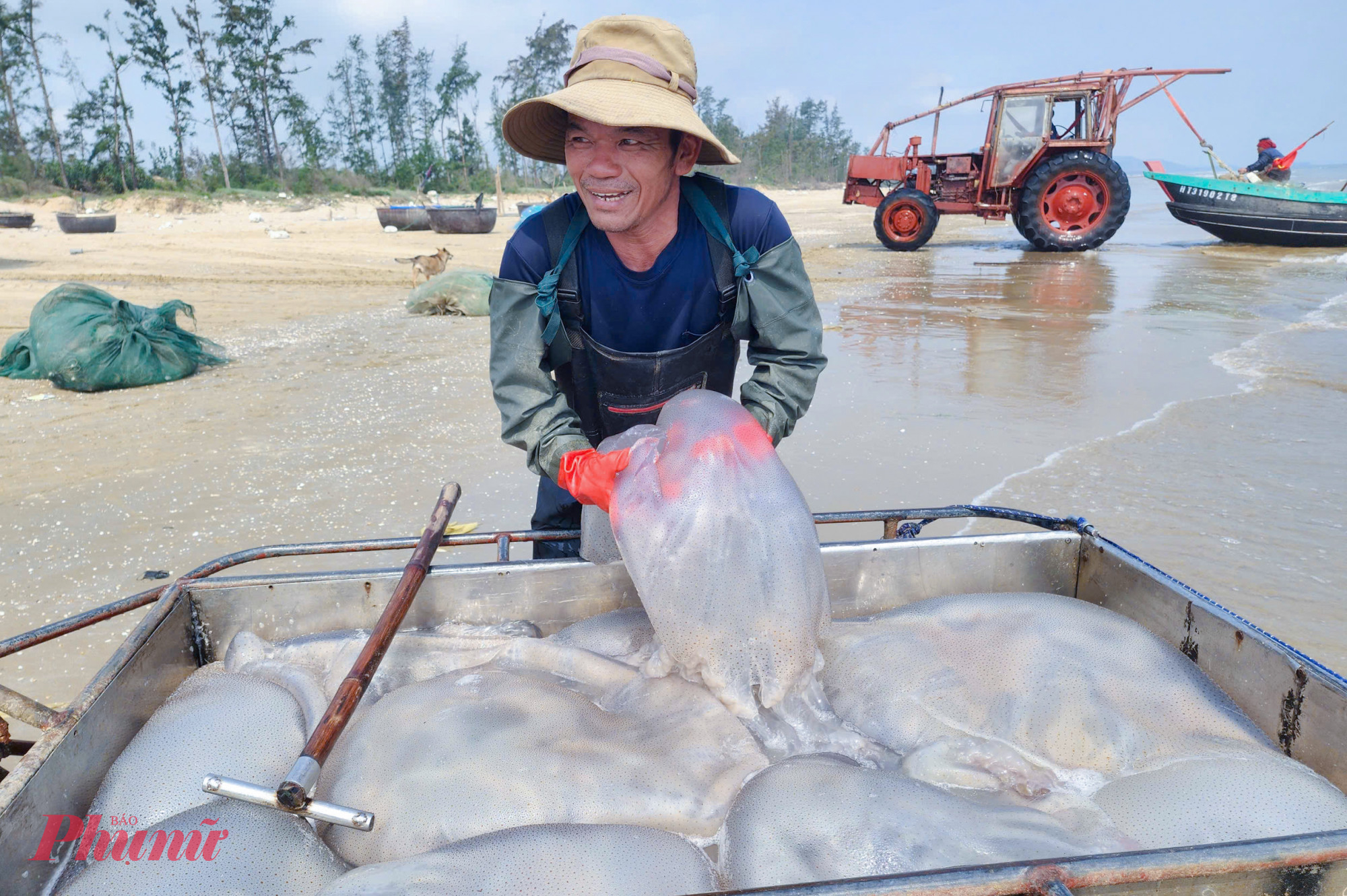 Mỗi con sứa biển nặng từ 30-50kg