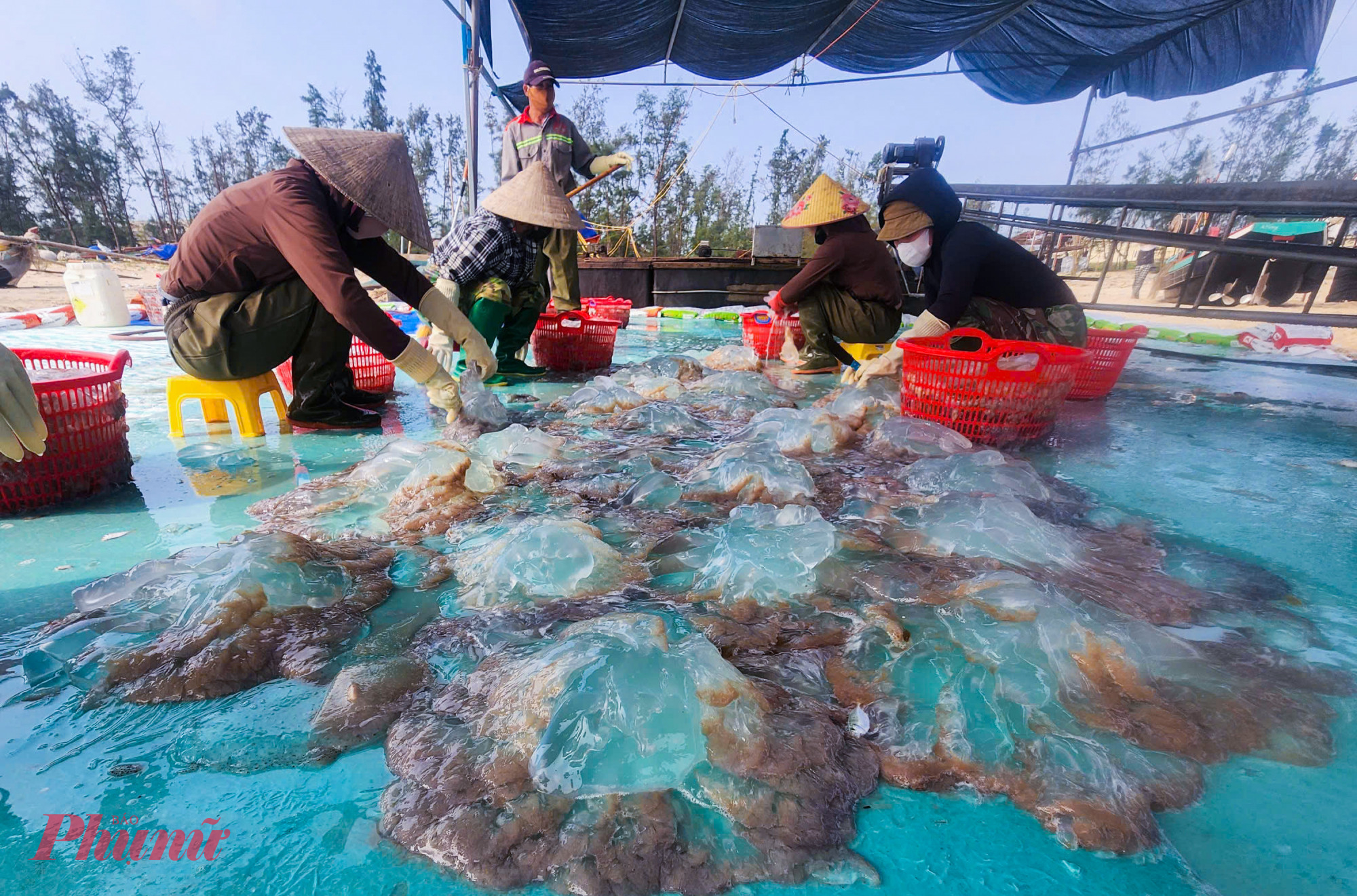 Các cơ sở chế biến sứa phải huy động thêm người làm