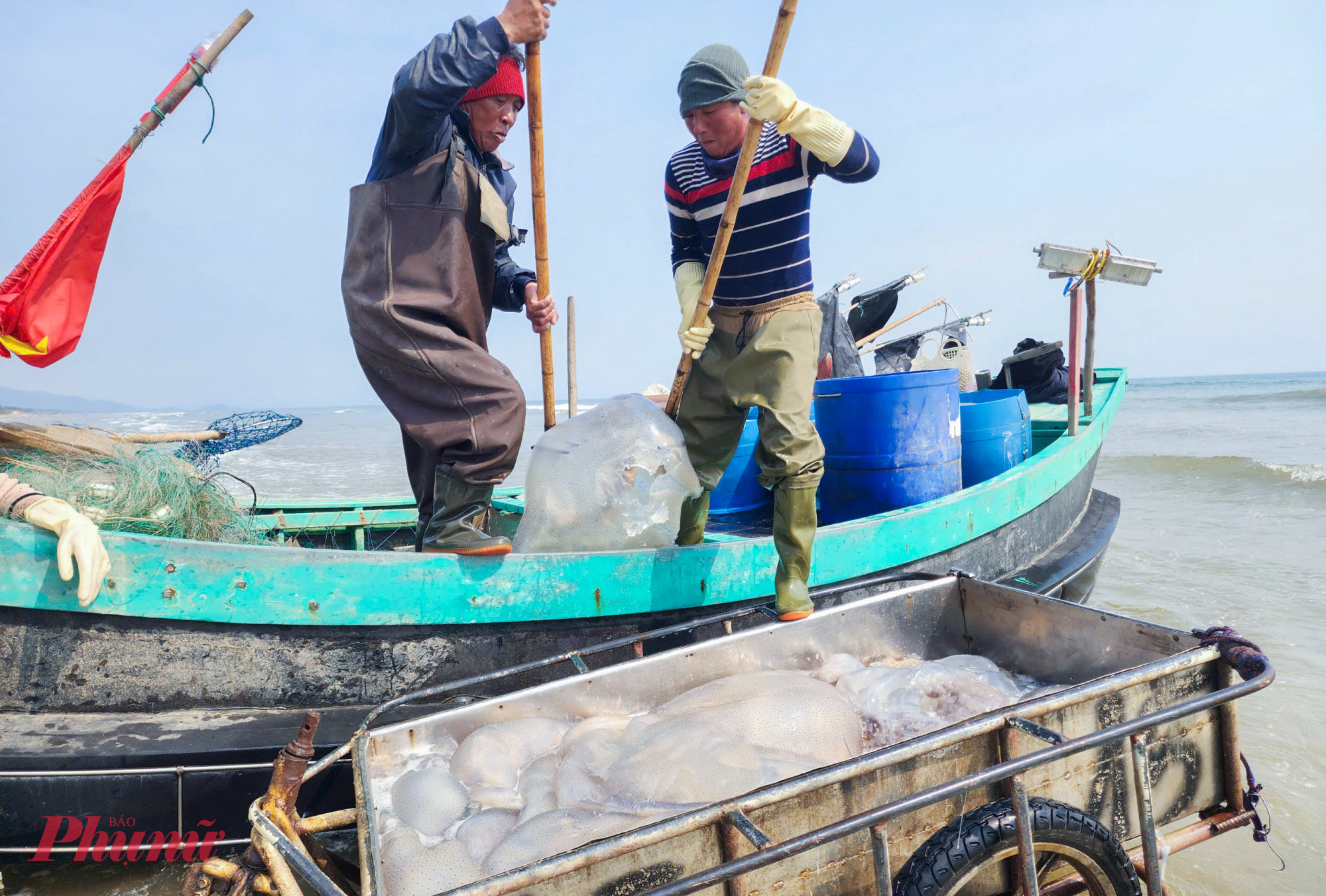 Đánh bắt không khó, song việc vận chuyển sứa lại khá vất vả