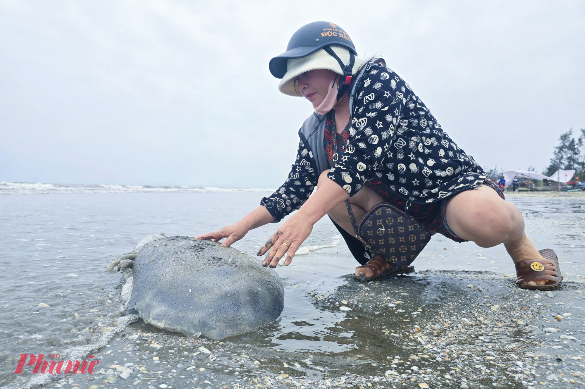 Người dân xã Hải Châu đi thu hoạch sứa trôi dạt vào bờ biển