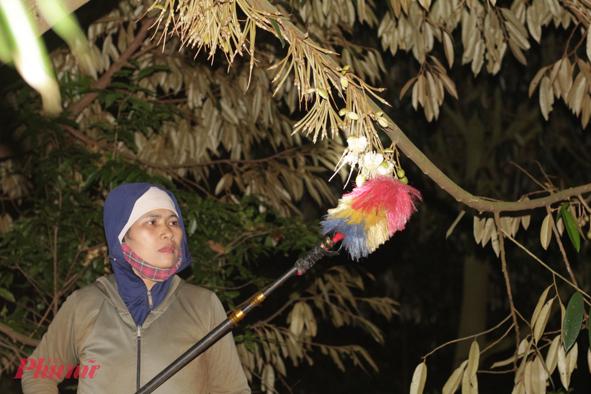 Giữa bóng tối vây quanh, chỉ còn những bước chân nhẹ nhàng của người nông dân trèo lên những cây sầu riêng cao vút để “se duyên” cho hoa.