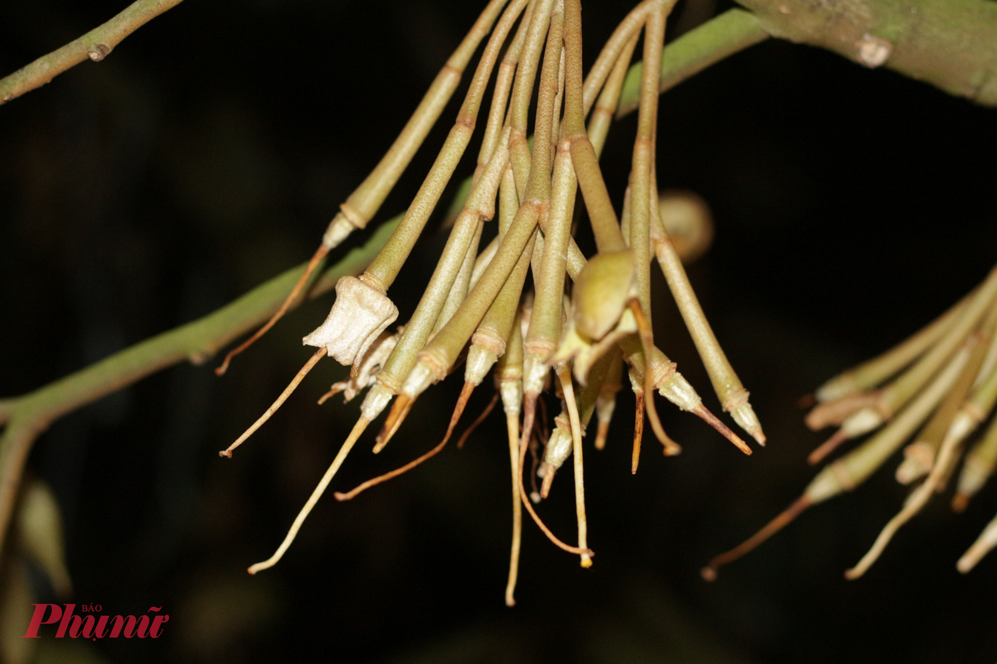 Mỗi trái non đậu lại sau quá trình thụ phấn là mầm hy vọng mà người nông dân dày công chăm chút.