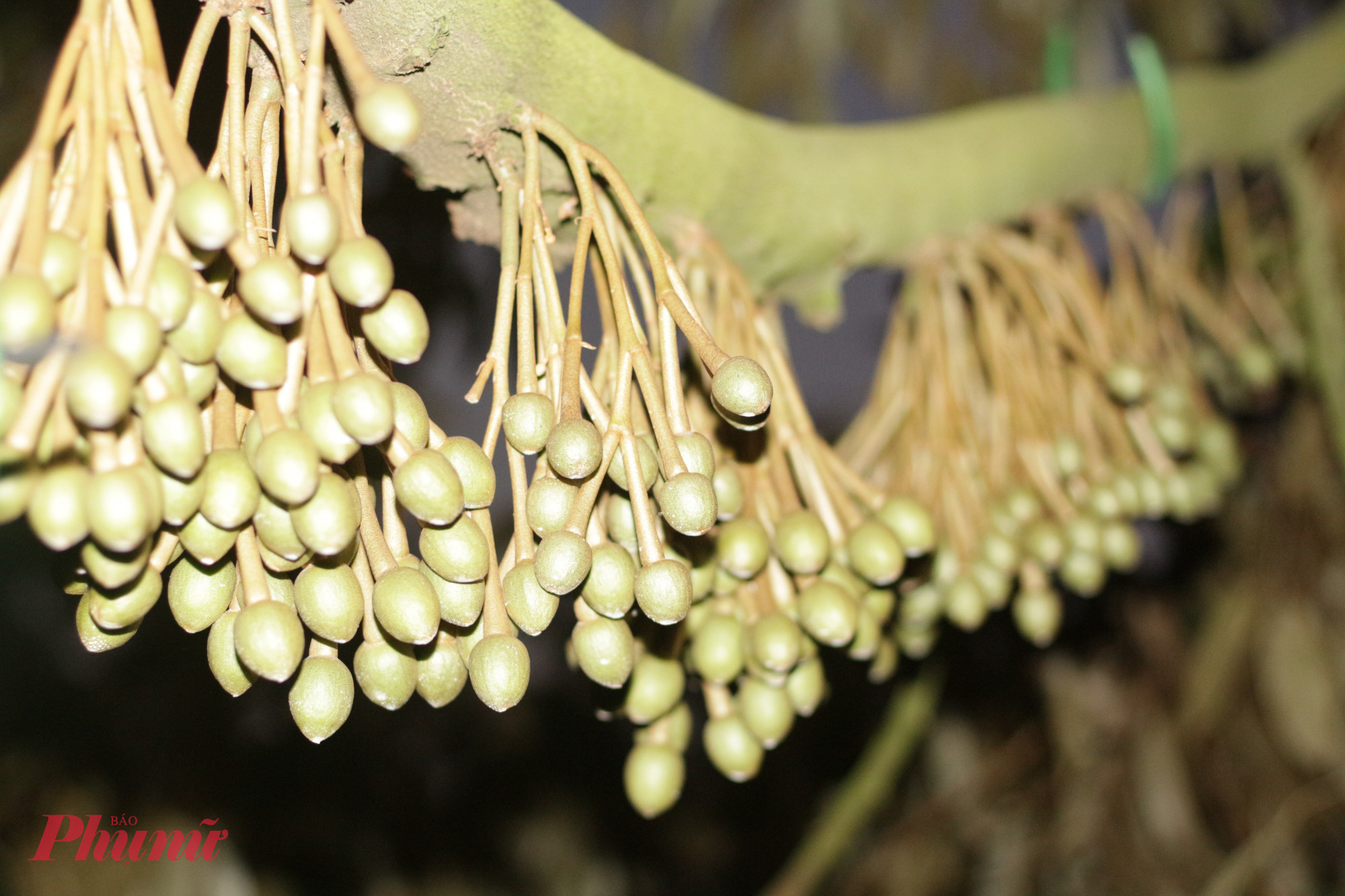 Những cành sầu riêng trĩu bông.